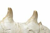 Partial Mosasaur Jaw with Nine Teeth - Morocco #220269-3